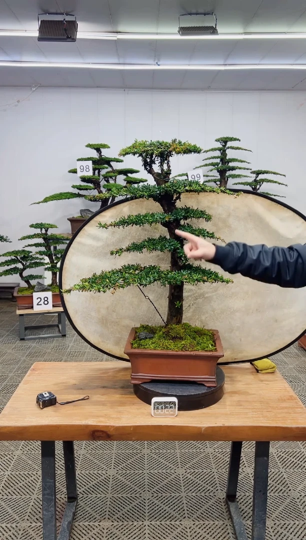 无花朵造型盆景一物一拍