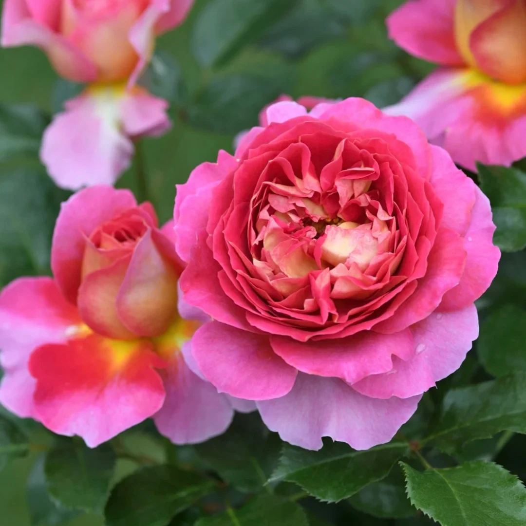 宜然园艺巴黎精神1.5加仑灌木欧洲月季多季节重复开花多瓣