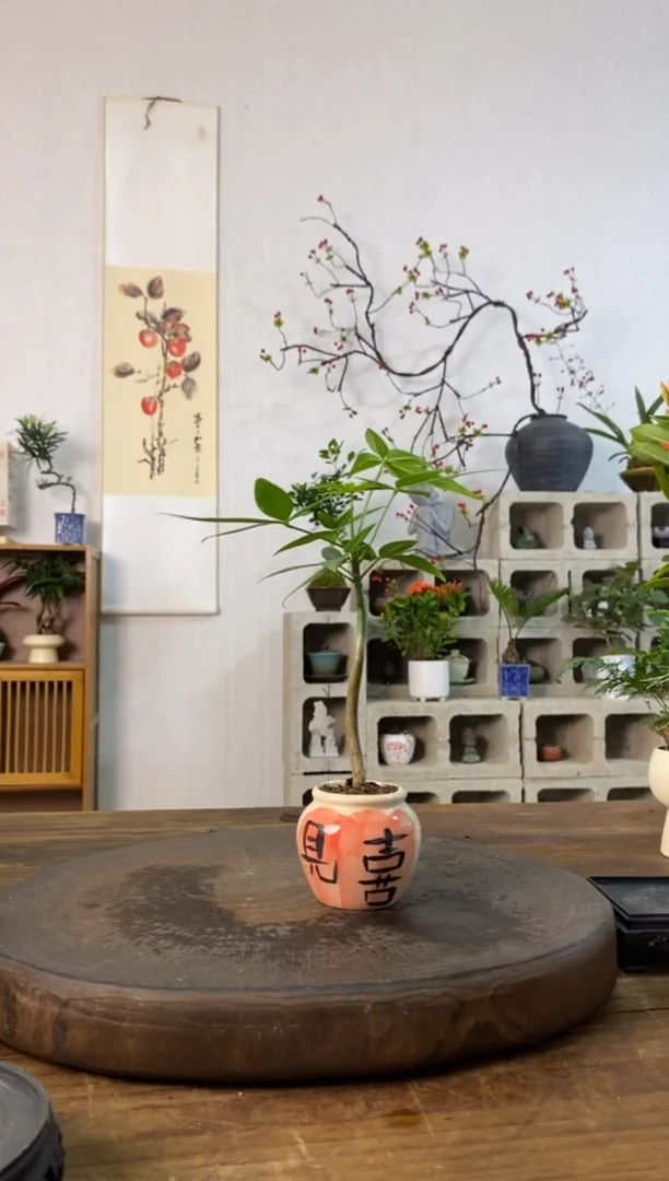 不开花植物101..