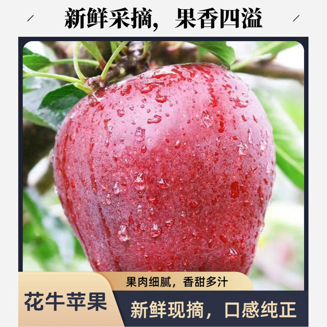 【可粉可脆】甘肃花牛苹果圆果粉脆新鲜水果