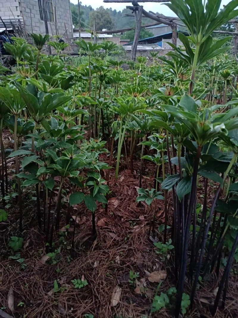 重楼七叶一支花绿植盆栽