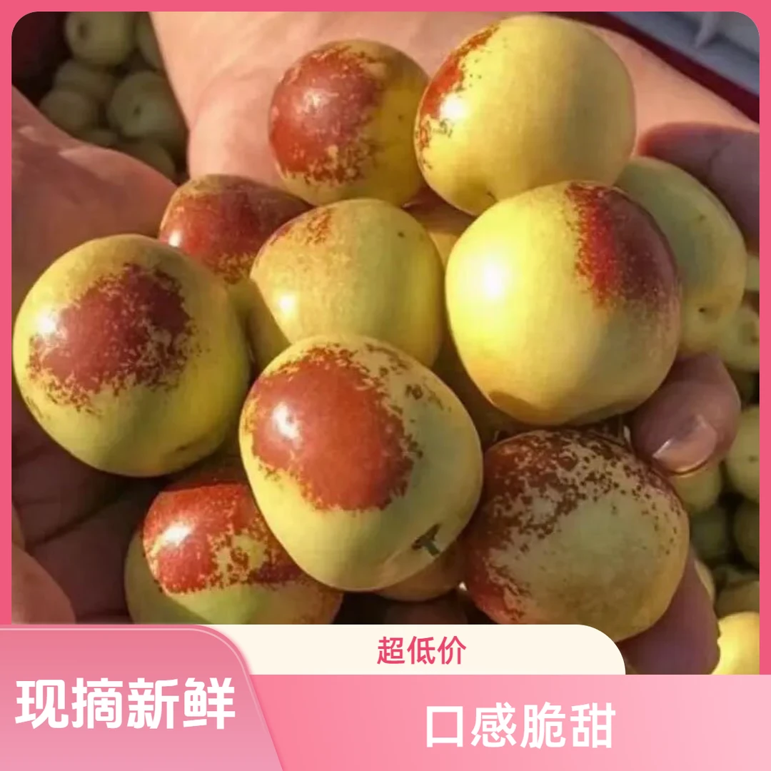 沾化冬枣孕妇水果原产地新鲜现摘应季水果脆甜鲜枣大枣现货包邮