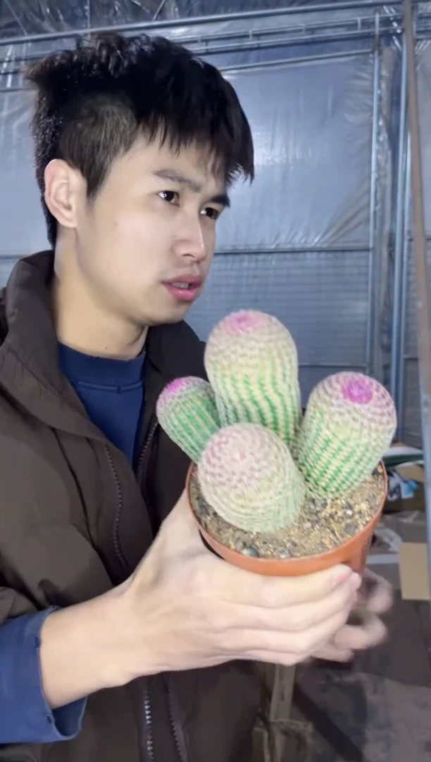 【闪购商品】4头起发 红太阳【带根】