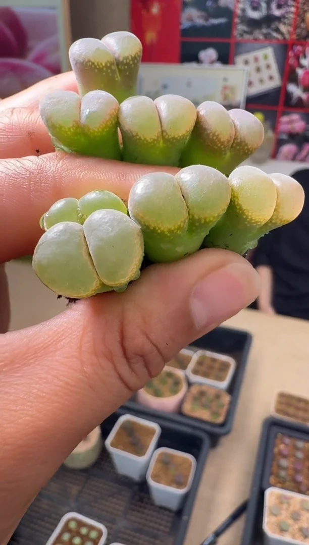 疯狂的多肉石头229·CY巨大风铃一颗