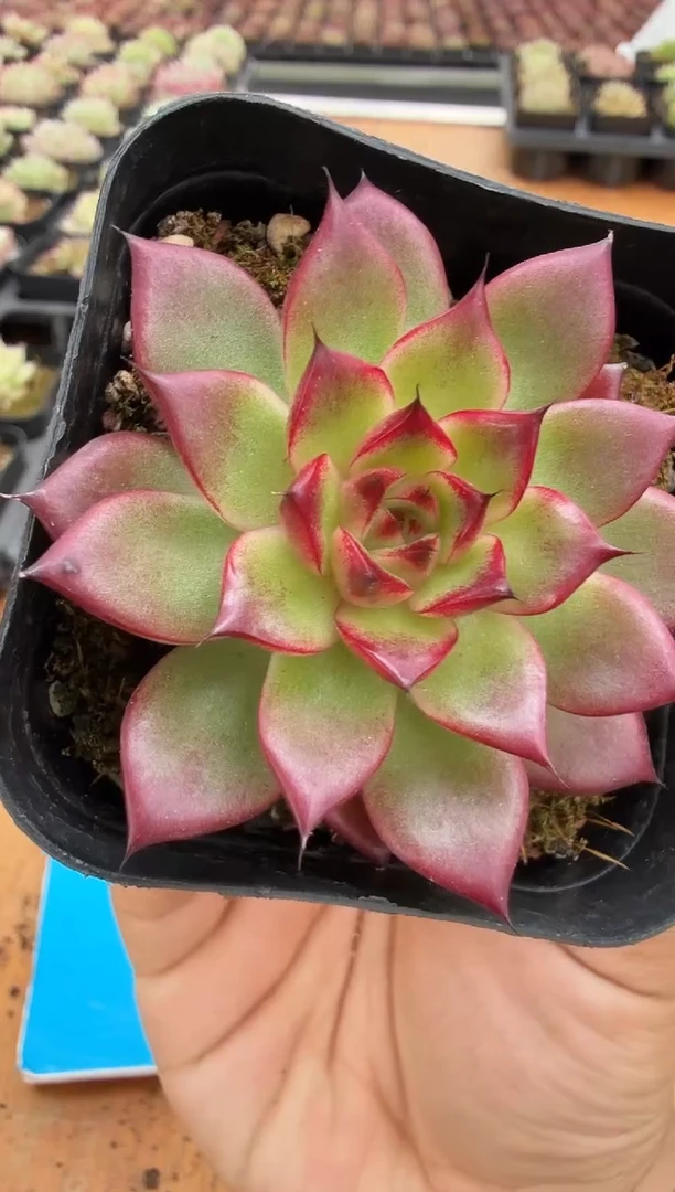 东云多肉园二店-114