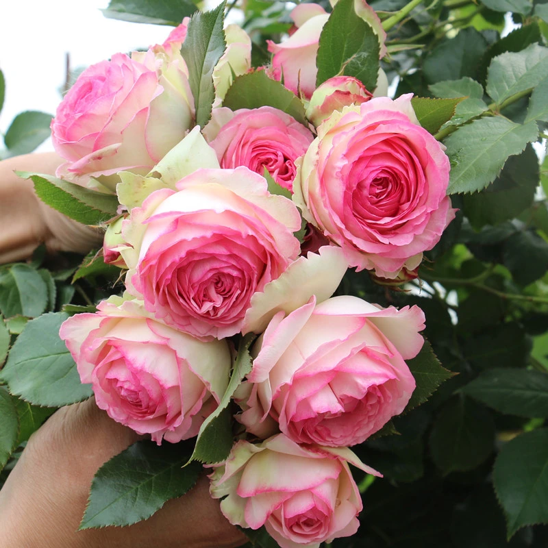 粉色龙沙宝石浓香大花耐寒耐晒爬藤月季一支多头攀援进口蔷薇花苗