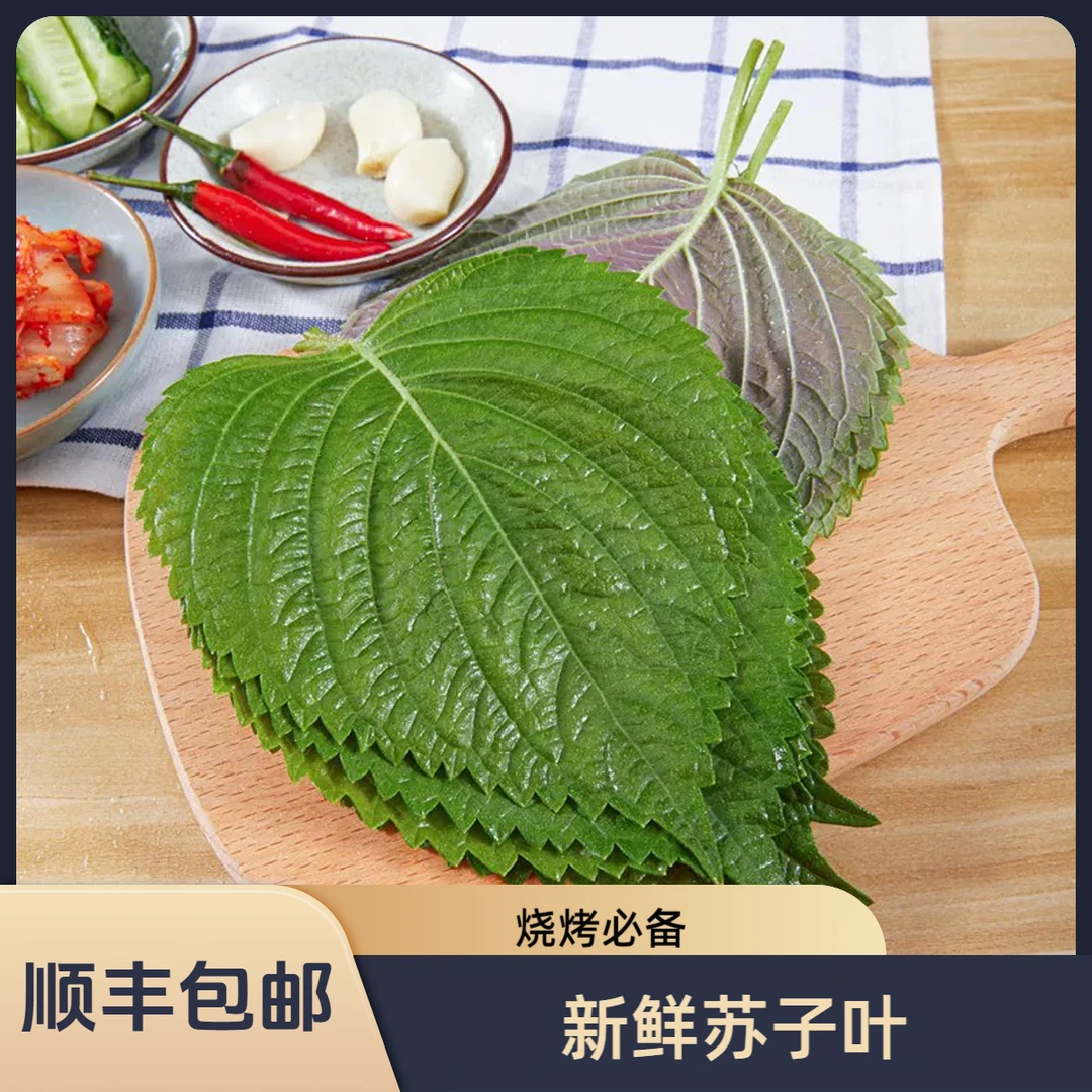 【天泽甄选】新鲜苏子叶烤肉烧烤紫苏叶（顺丰包邮）绿色蔬菜