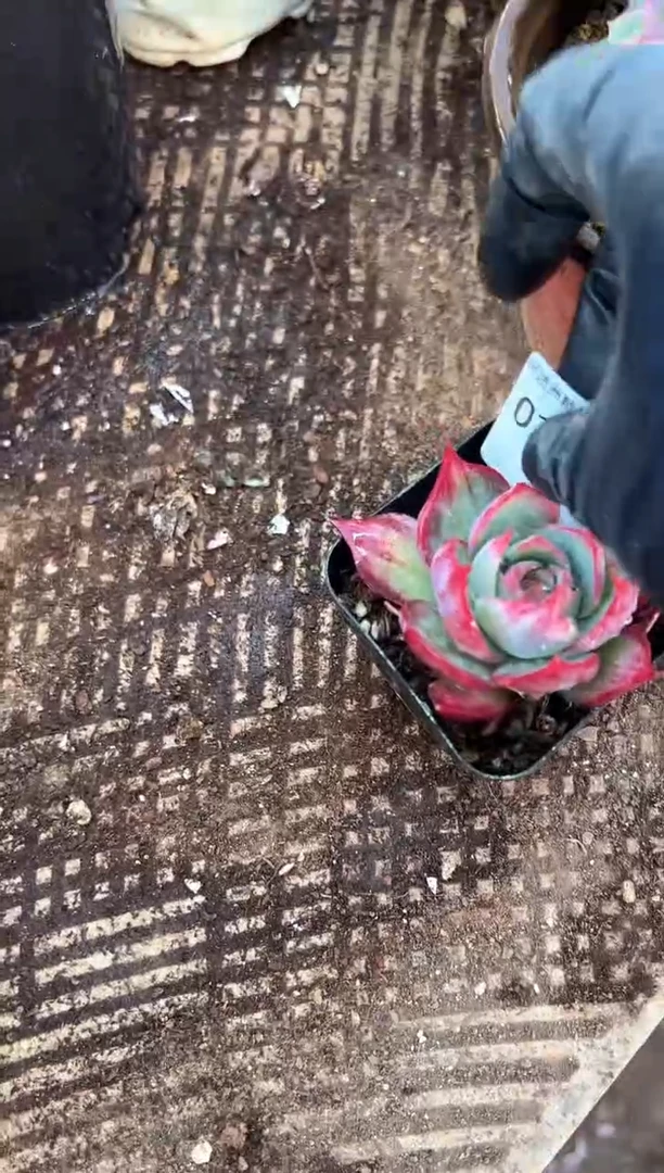 带****@多肉植物一物一拍01348