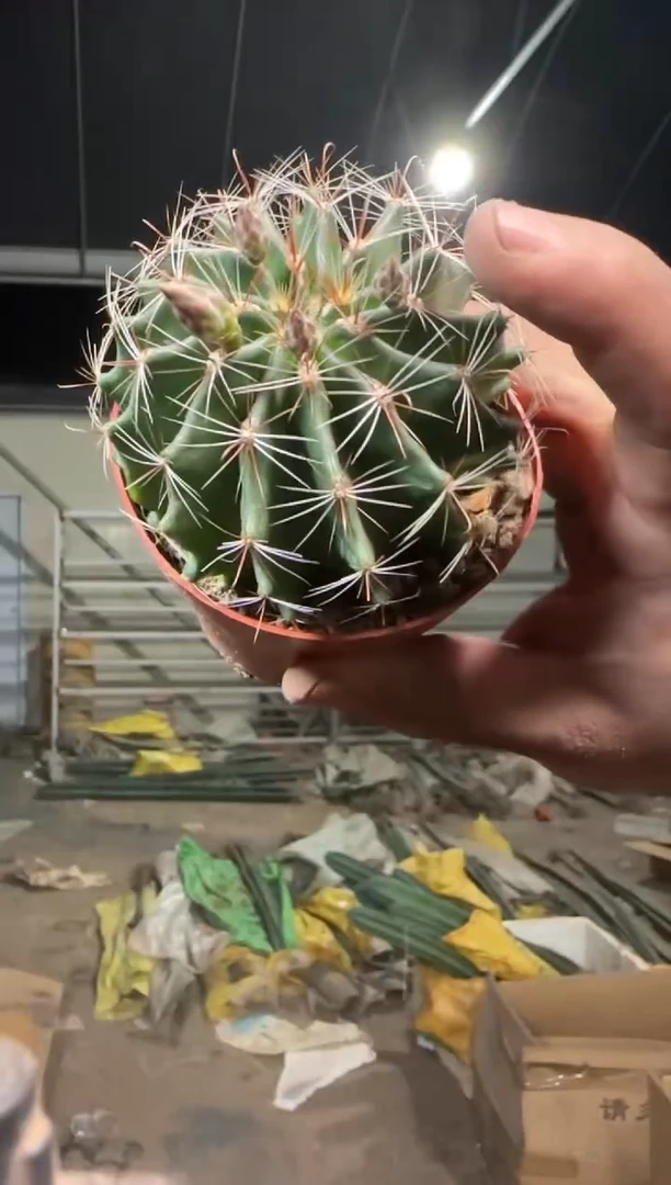 2颗 6-8cm 实生根 龙王