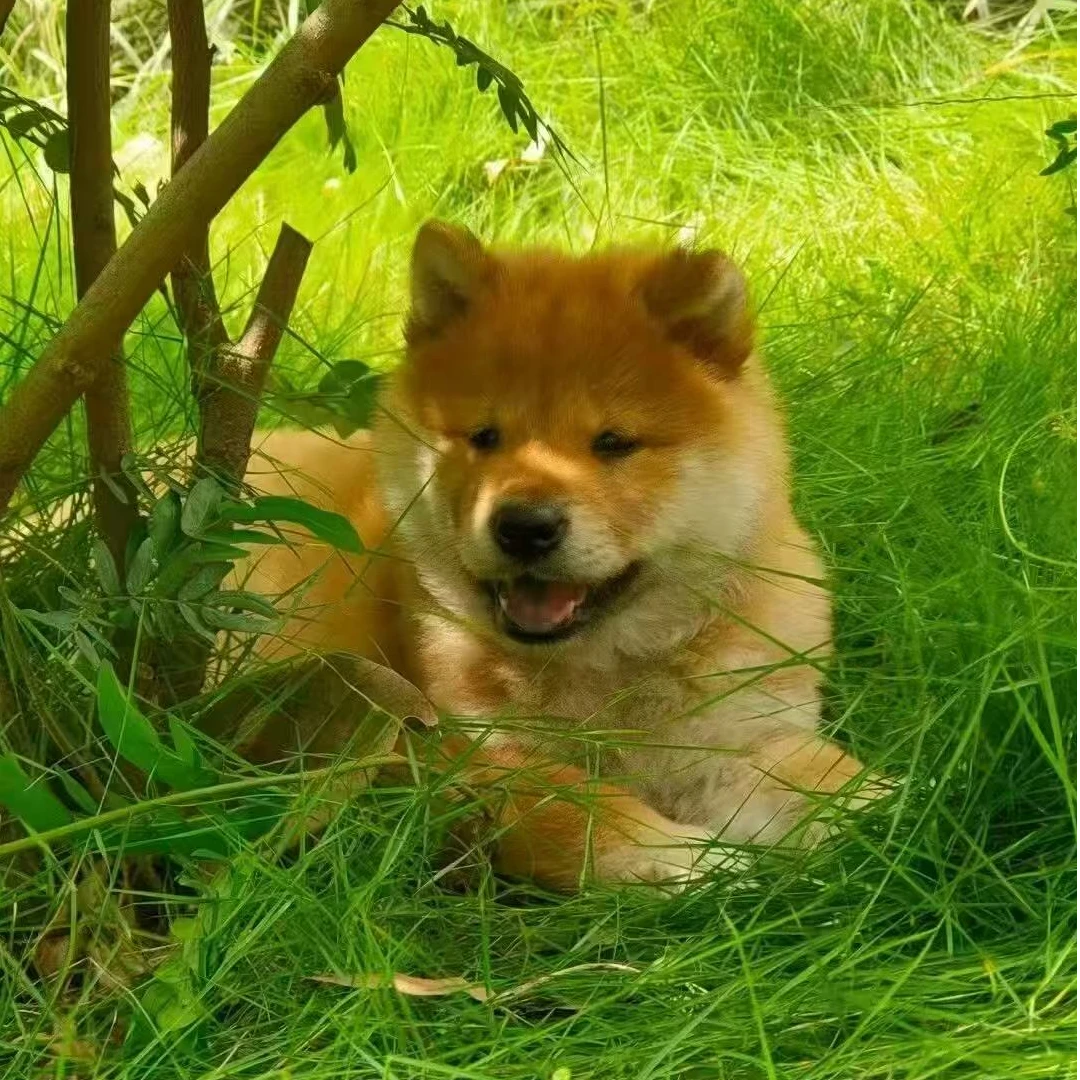 【龙龙】广西田园犬土松土猎宠物狗狗活体链接