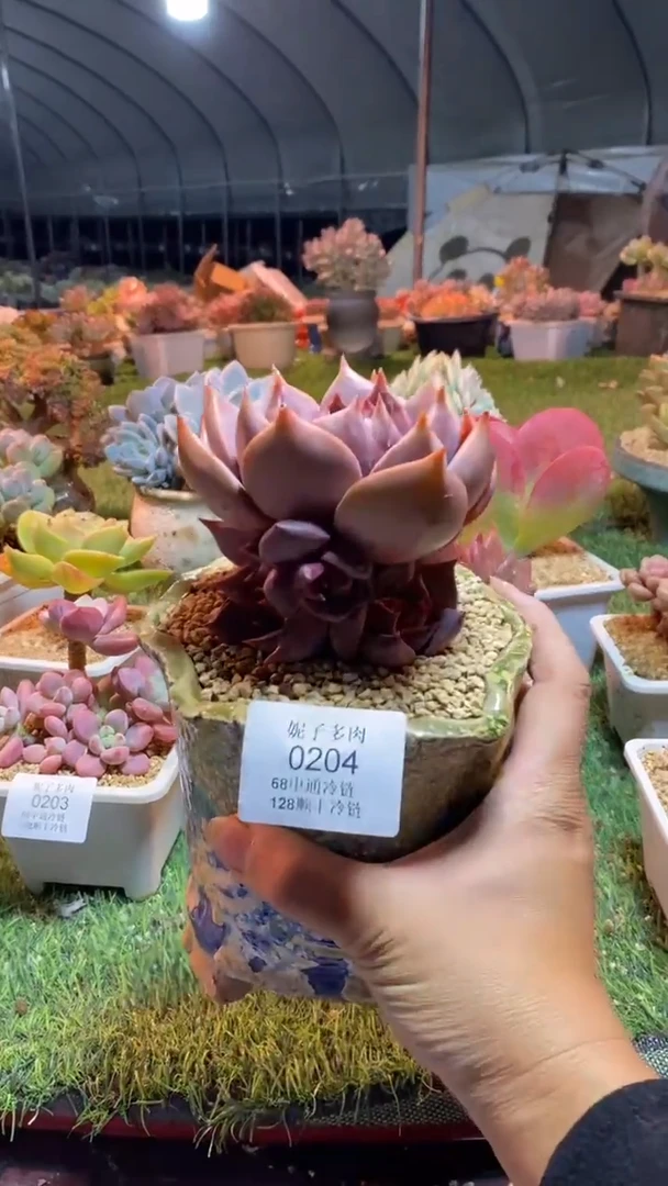 0204《满28包邮发货》