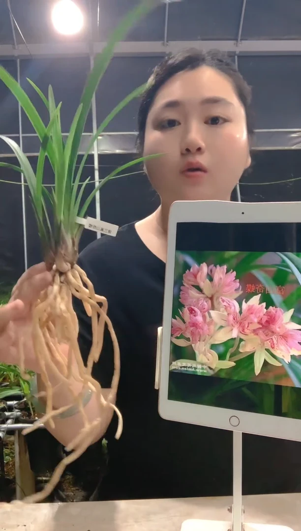 当前无花朵，栽培后可花朵f****b富山奇蝶