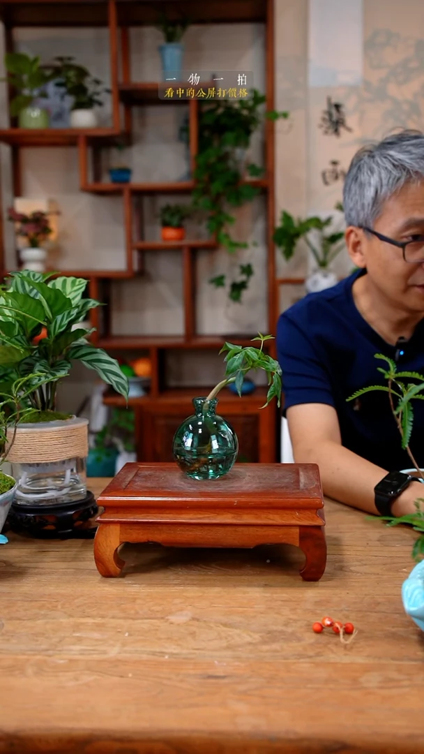 不开花植物青***葵发财树465