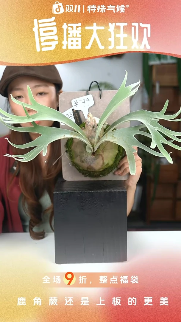 不开花植物W391-佩德罗Tc