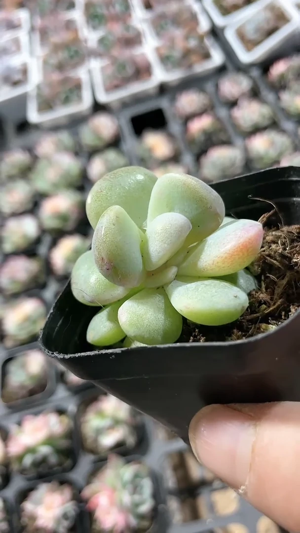 【闪购商品】708多肉