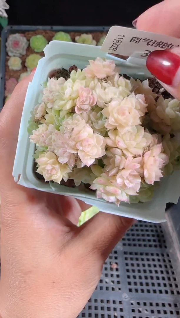 1122-315群生不包整