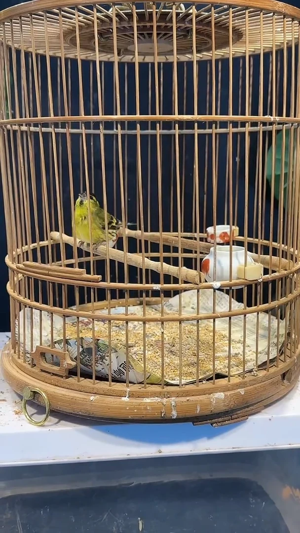 虎皮鹦鹉36号黄巧养笼0元起拍