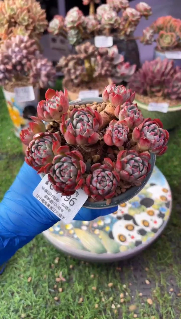 昆明印象多肉04196