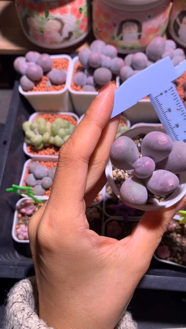 米可奶酪多肉，满28包邮，不满发一个叶片到付