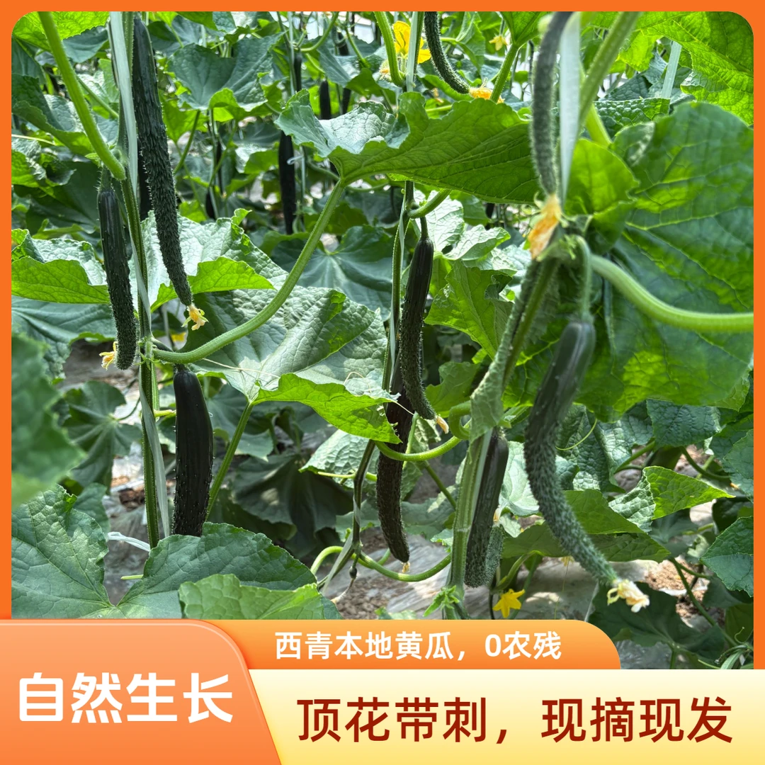 天津西青本地黄瓜5斤拍4斤送1斤顺丰包邮新鲜黄瓜同城送黄瓜同城配黄瓜