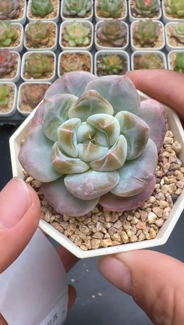 316G云禹多肉植物 脱土纸巾打包 3颗包邮