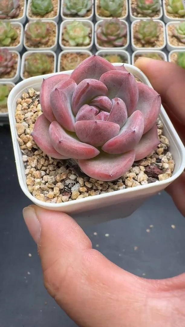 254G云禹多肉植物 脱土纸巾打包 3颗包邮