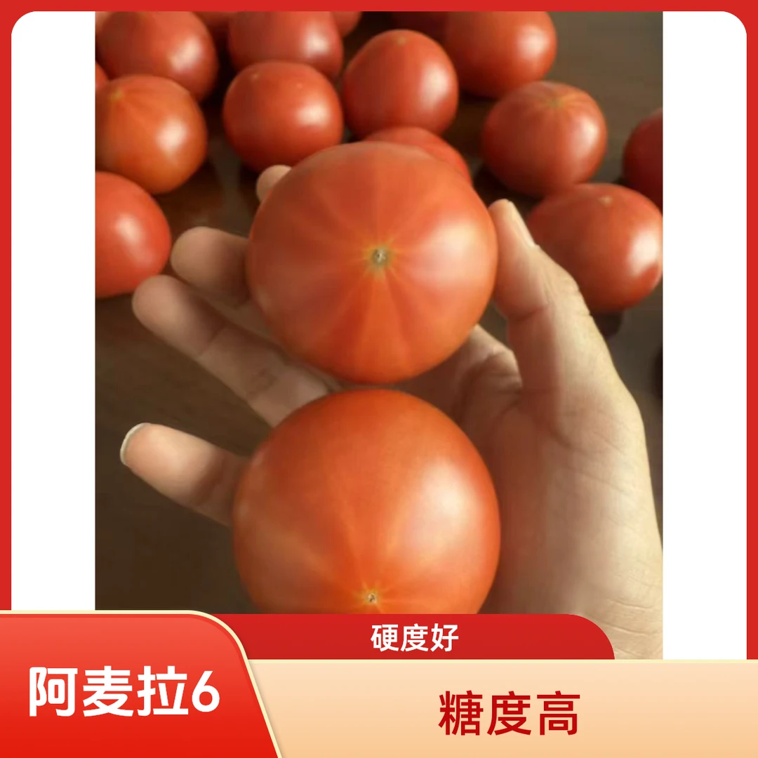 阿麦拉6号高糖番茄籽50粒