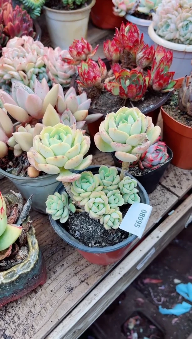 【闪购商品】08095多肉