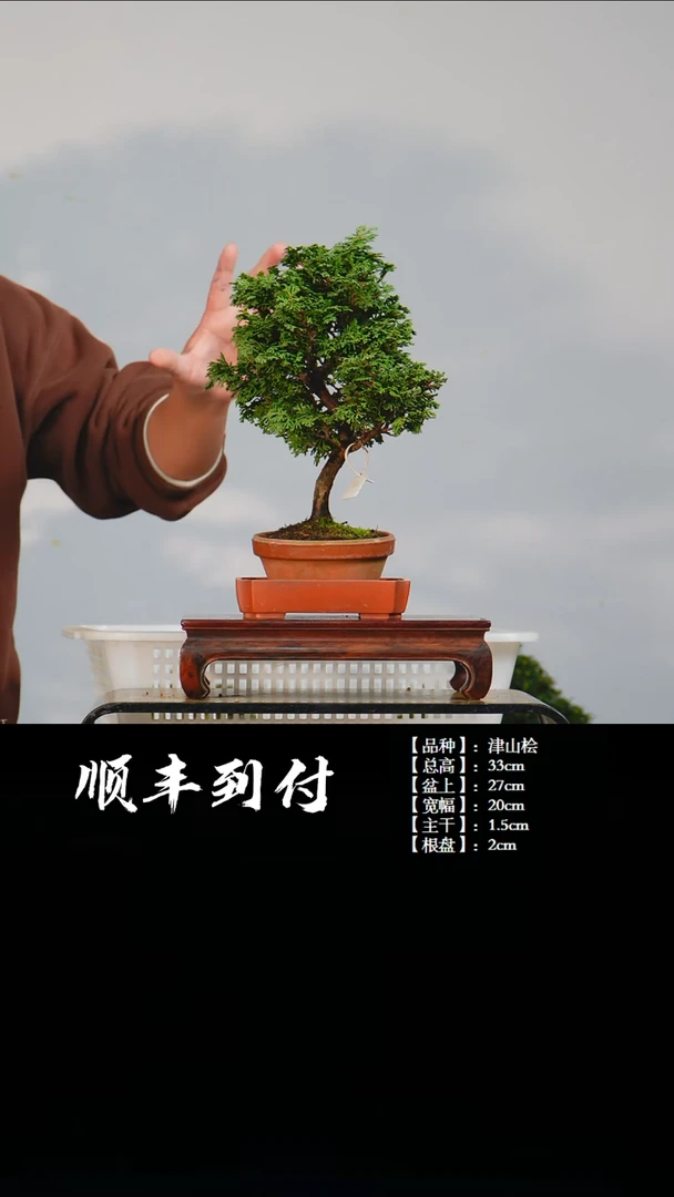 【闪购商品】·c909津山桧带盆bubaoyou