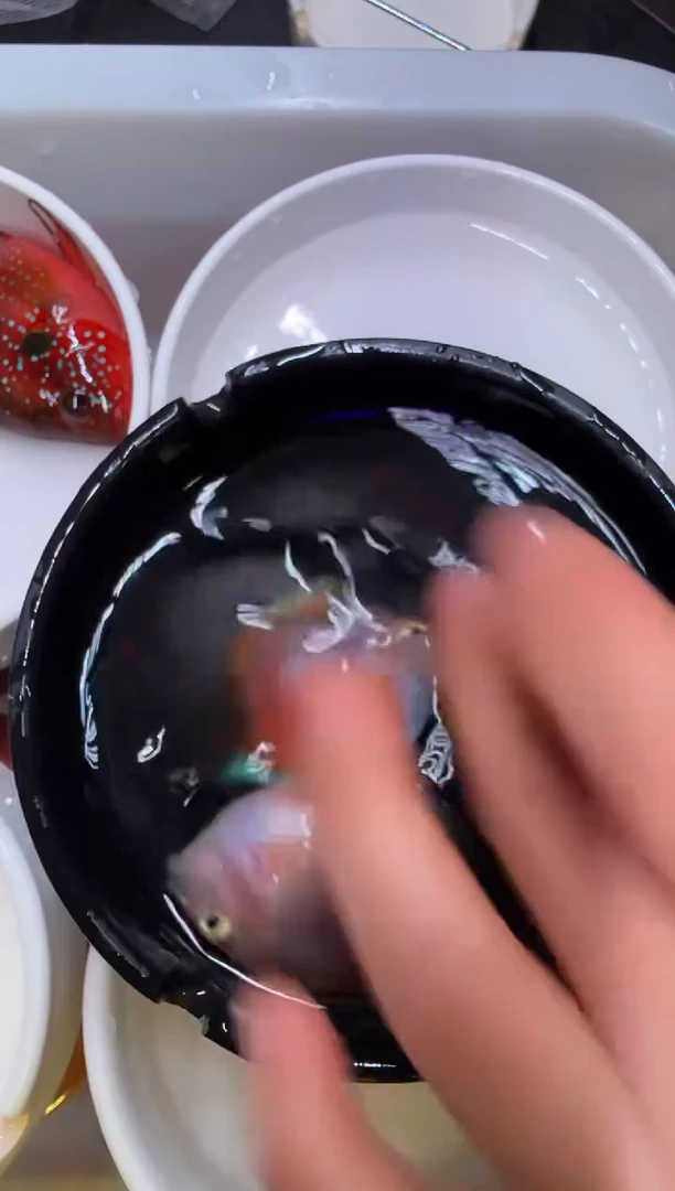 鹦鹉鱼胭脂粉1对