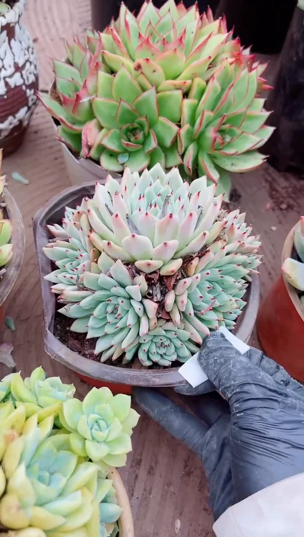 苿*21137多肉植物一物一拍