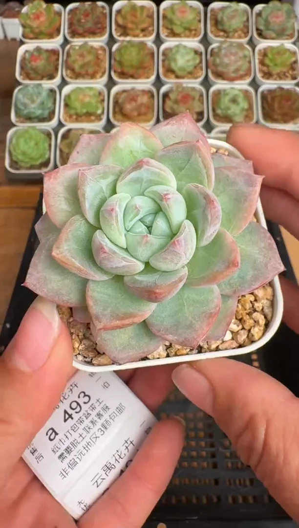 491a珍妮多肉(6.5cm杯）一物一拍 带盆土发
