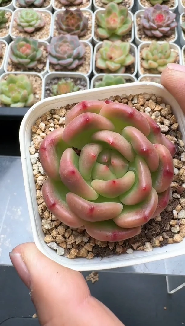 280C云禹多肉植物 带盆土纸巾打包 3颗包邮