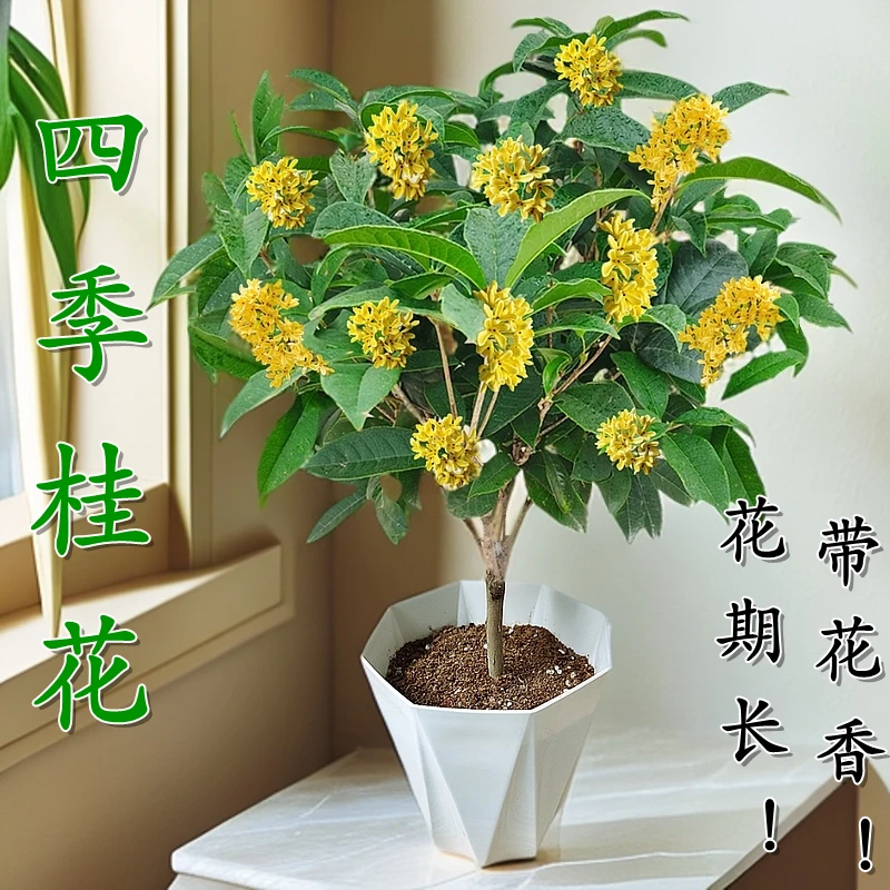 【绿森林】四季桂花-花开四季浓香型植物阳台绿植庭院植物基地直发