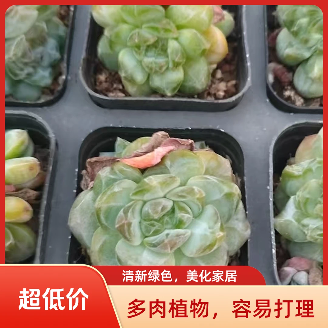 黛玉多肉植物盆栽品种好养适合办公室阳台