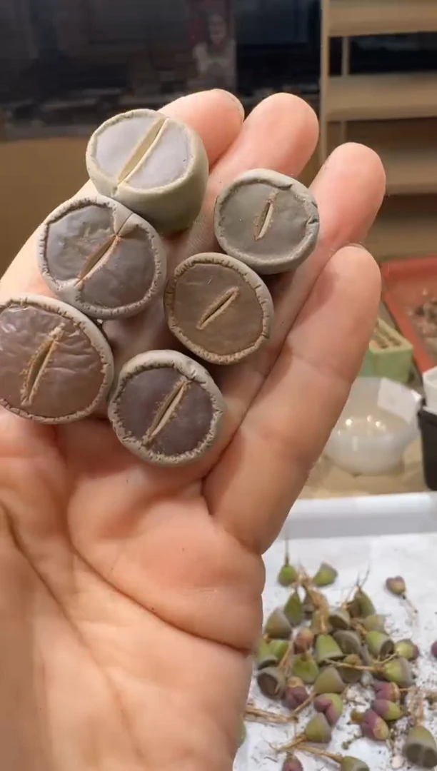14-444多肉植物肉锥