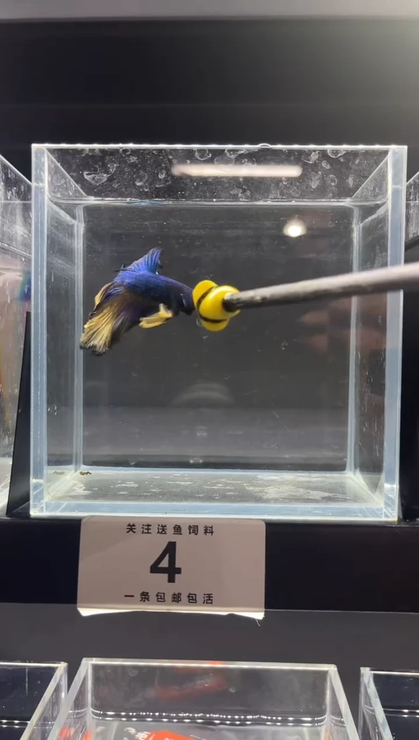 海水鱼直播竞拍链接04