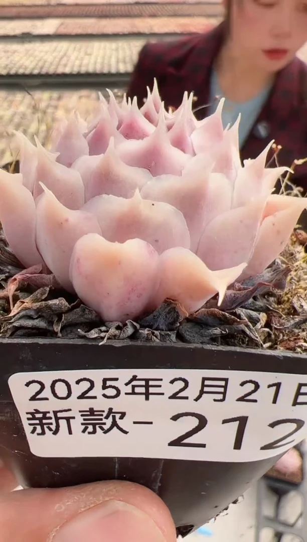 【闪购商品】新款多肉-212