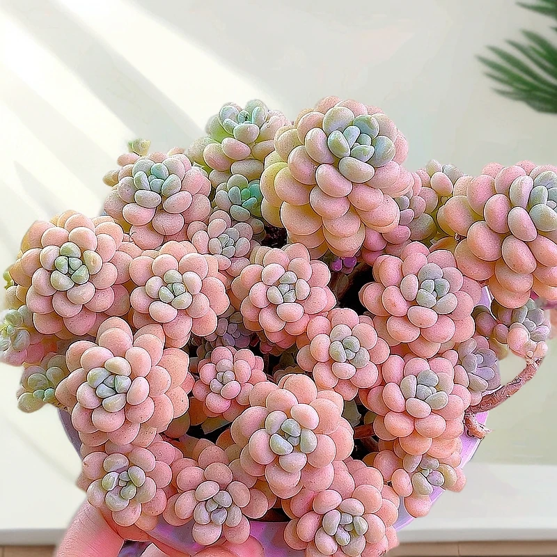 米淇家的洛可可鱼子酱多肉植物脱土