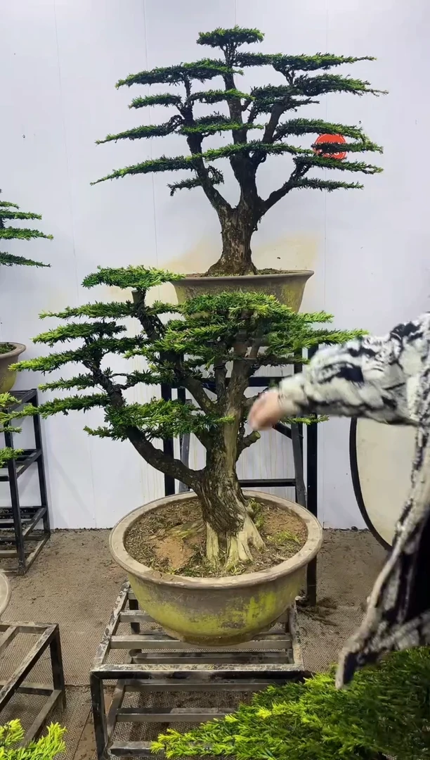 完全开放一物一拍，所见即所得