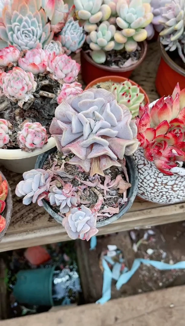 【闪购商品】19119多肉