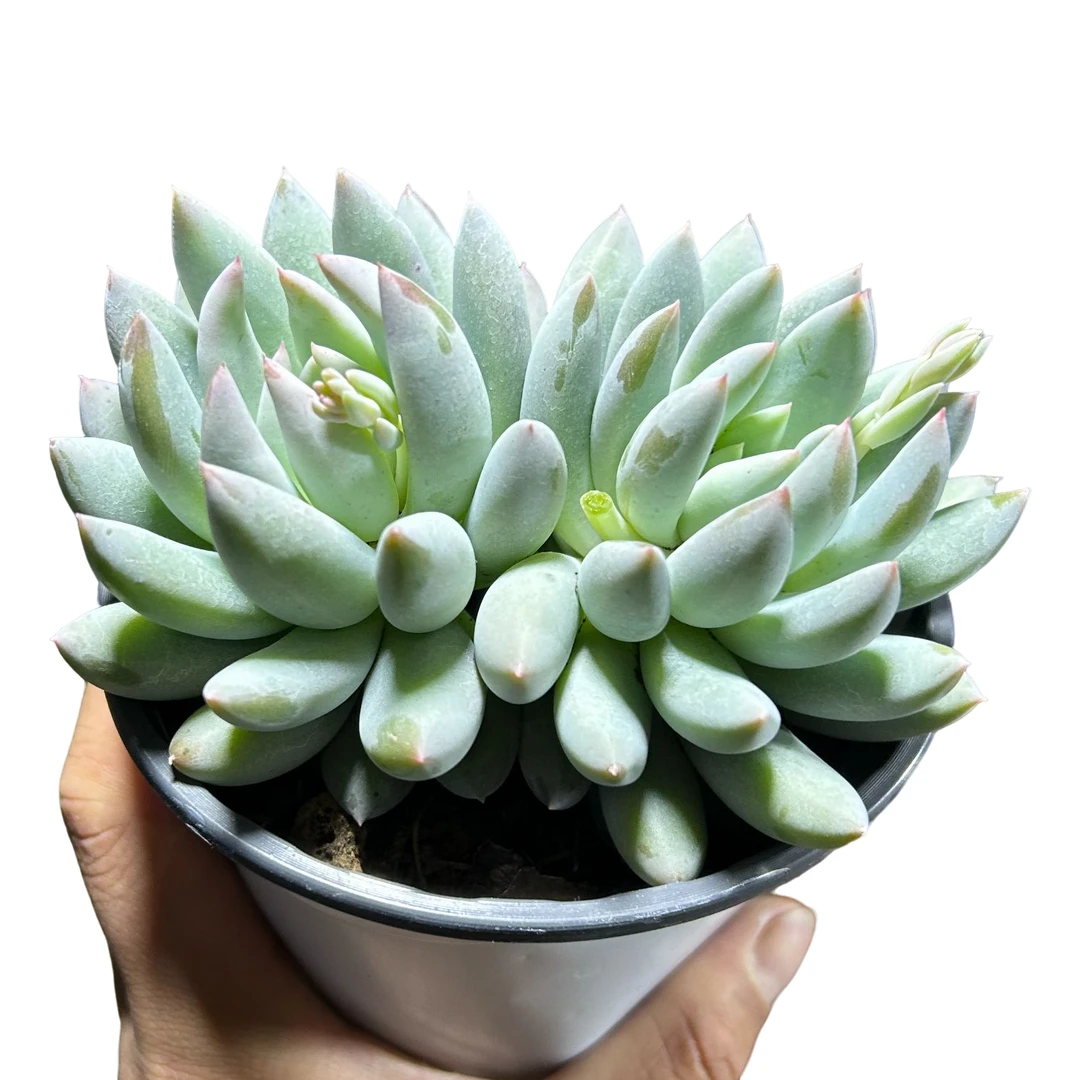 多头所罗门带盆土 多肉植物室内绿植净化空气