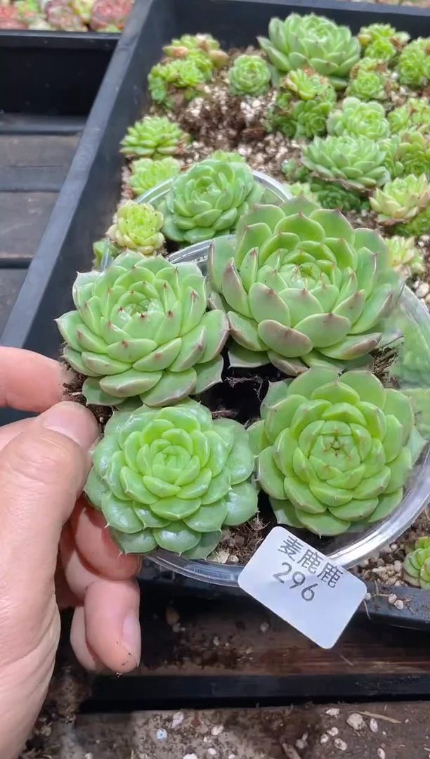 296翡冷翠麦秆单头     量拍