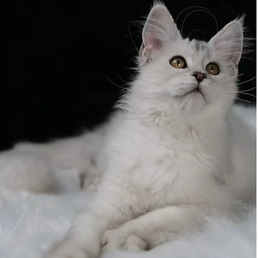 缅因库恩猫相册大头贴