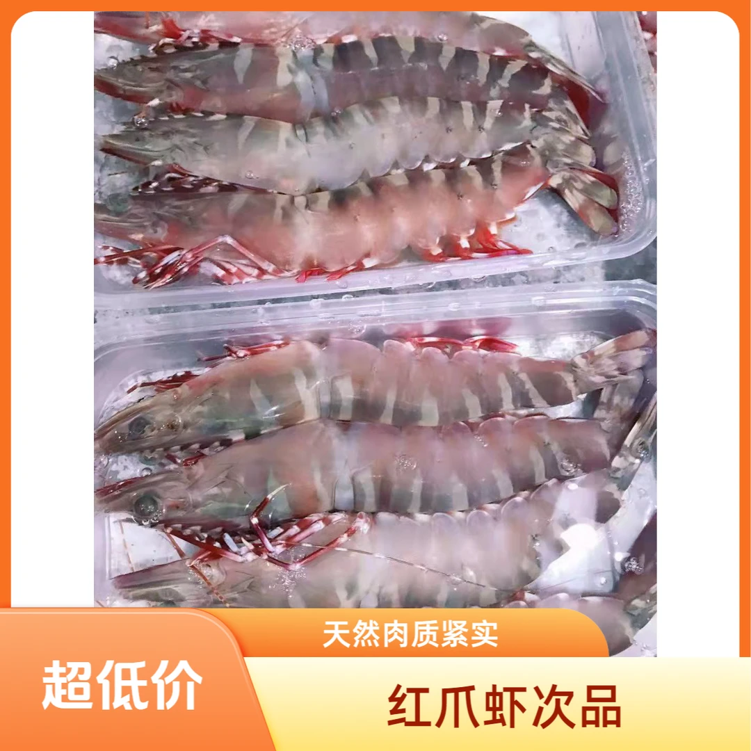 次品红爪虾（鬼虾）汕尾深海捕捞天然肉质紧实冷链发货一盒一斤