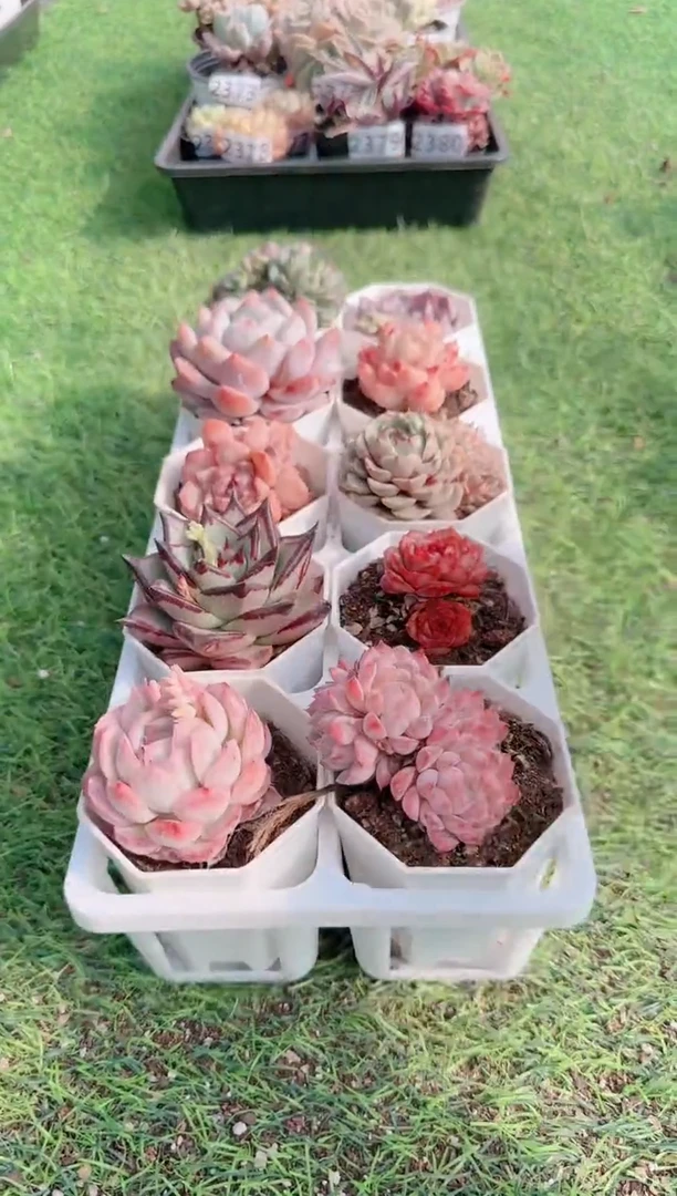 【闪购商品】信福多肉一物一拍