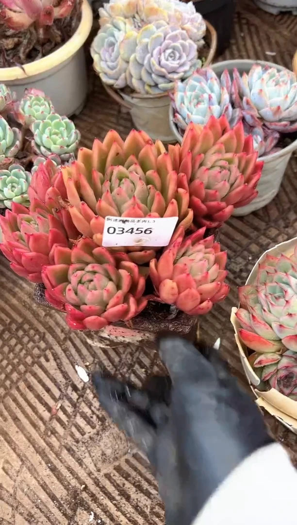 微***去多肉植物一物一拍03456