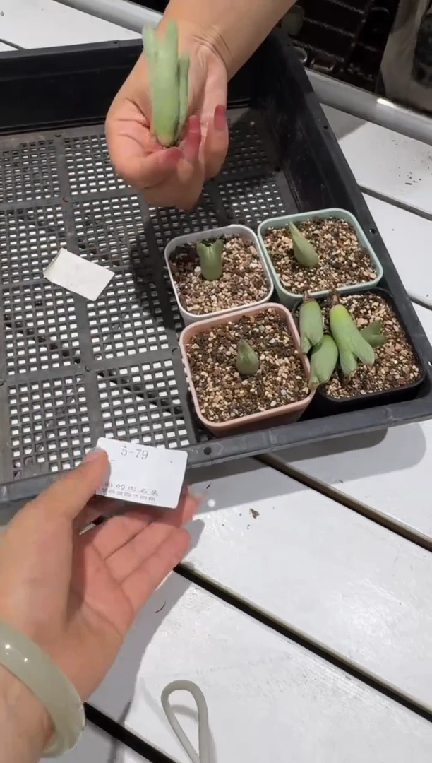 5-79多肉植物肉锥红将一颗