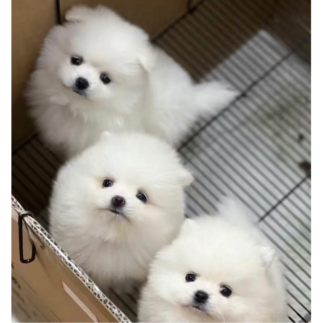 (猪猪宠物)狗狗活体链接