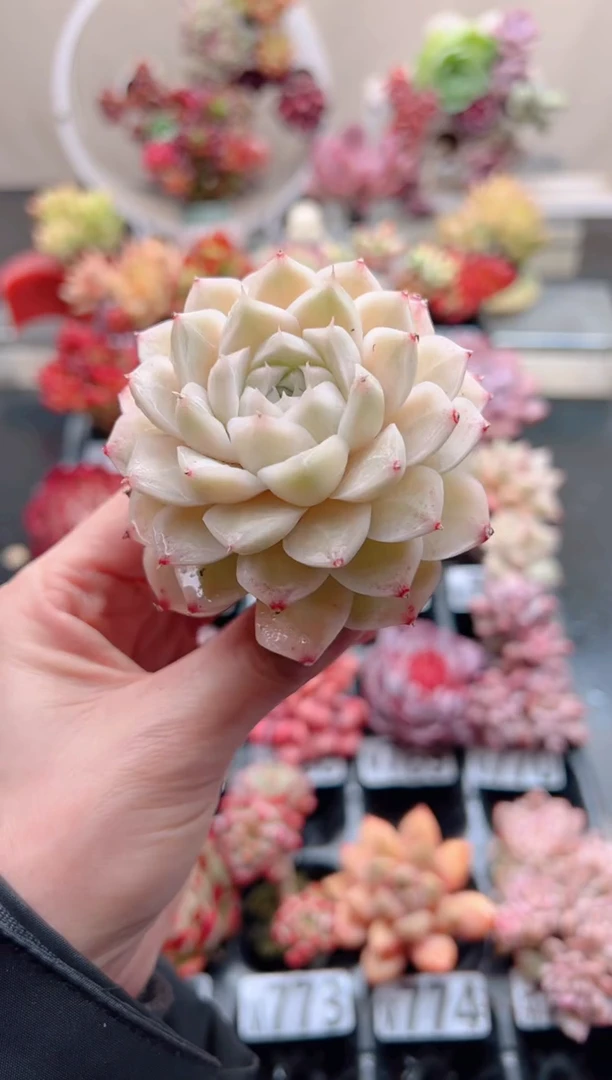 【闪购商品】白女王大单头一棵（三单包邮）